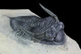 Zlichovaspis Trilobite - Atchana, Morocco #93862-2